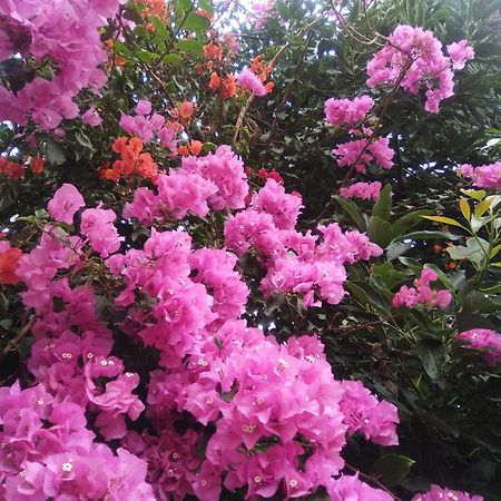 Mar De Flores 베가데산마테오 외부 사진