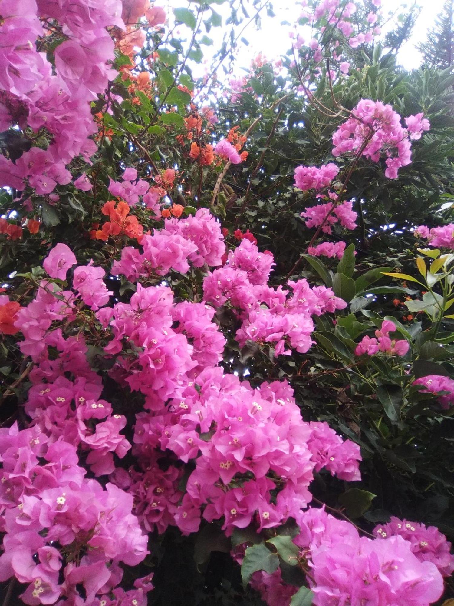 Mar De Flores 베가데산마테오 외부 사진
